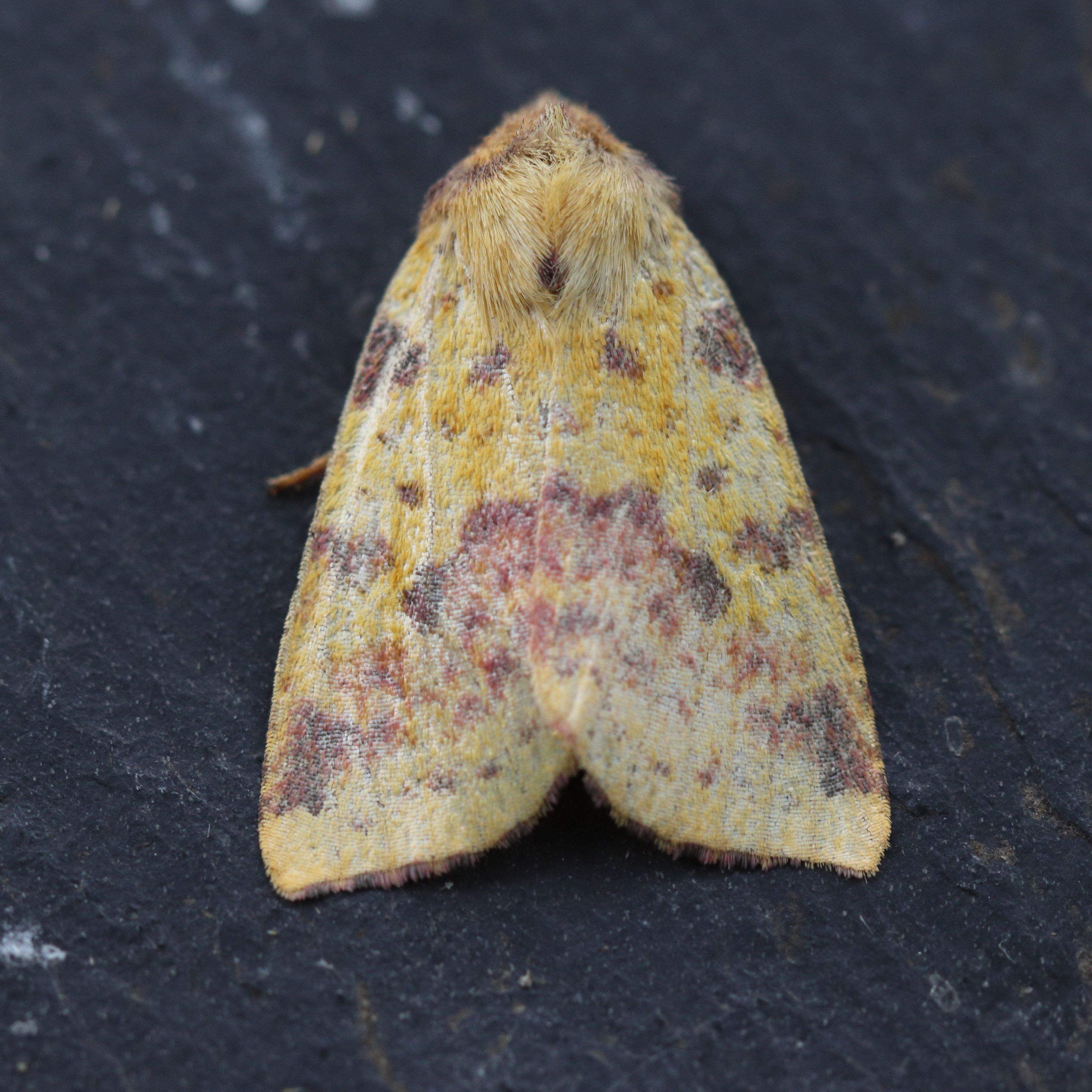 Photo of Pink-barred Sallow (Xanthia togata)